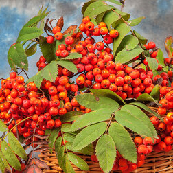 ����  ������ ��������� (������ ������ ������������) (� �����), ������ �� 783 ���