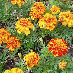 ����  �������� ����������� ������� ������ (1��-5000��) ���������������� ������, ������ �� 9600 ���