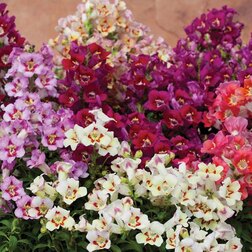 ����  ������� ��� ��������� ������� ���� (1��-1000��) ���������������� ������, ������ �� 2464 ���