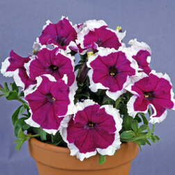 ����  ������� ����������� ����� ������ ������� (��-1000�����) ���������������� ������, ������ �� 3344 ���