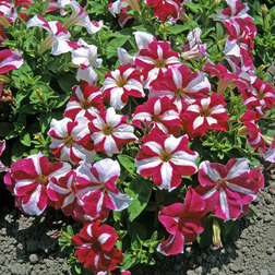 ����  ������� ����������� ����� ���� ���� ��� ���� (��-1000�����) ���������������� ������, ������ �� 3344 ���