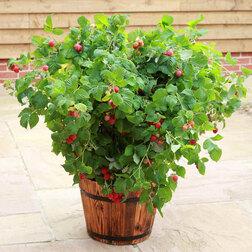 ����  ������ ���� ����� (����� �����) (��� �����), ������ �� 1449 ���