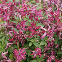 ����  �������� ��������������� ������� (1-�����), ������ �� 1269 ���