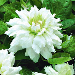 ����  �������� ��������������� (�����) ����� �� ��������, ������ �� 599 ���