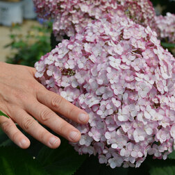 ����  ��������� ����������� �������� ����������, ������ �� 680 ���