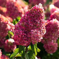 ����  ��������� ����������� ��������� �������, ������ �� 765 ���