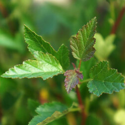 ����  ������������� ������������� ����� ����� (����� �����), ������ �� 663 ���