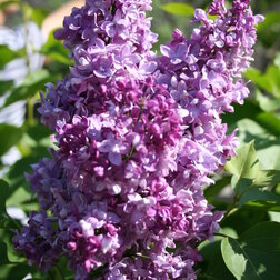 ����  ������ ������������ ��������, ������ �� 595 ���