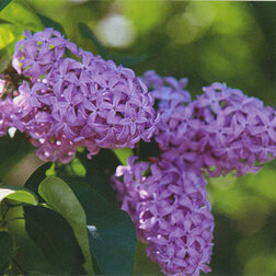 ����  ������ ������������ �.�.���������, ������ �� 595 ���