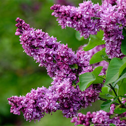 ����  ������ ������������ ���� ��������, ������ �� 595 ���