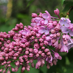 ����  ������ ������������ ��������������� �������, ������ �� 595 ���