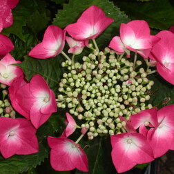 ����  ��������� �������������� ��������, ������ �� 612 ���