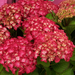 ����  ��������� �������������� ������, ������ �� 994 ���