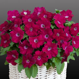 ����  ������� ����������� �������� ������ (��-250�����) ���������������� ������, ������ �� 2480 ���