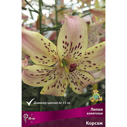 ����  ����� ��������� ������ (2 ��.), ������ �� 455 ���