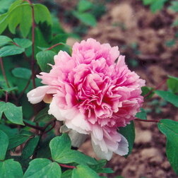 ����  ���� ����������� ������� ������� � ������� �����, ������ �� 731 ���