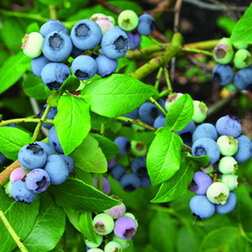 ����  �������� ������������ ��������, ������ �� 539 ���