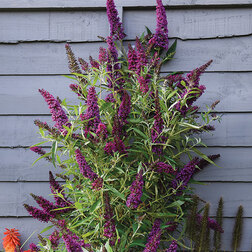 ����  ������� ������ ���������� �����, ������ �� 680 ���