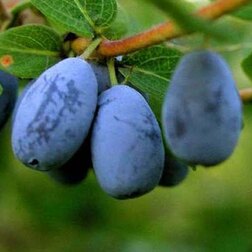 ����  ��������� ��������� ���������, ������ �� 349 ���