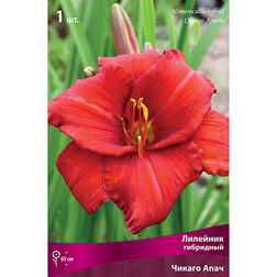 ����  �������� ��������� (������ ����), ������ �� 411 ���