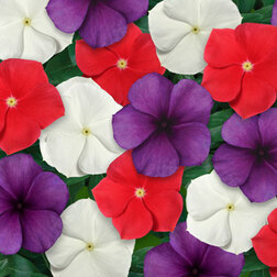 ����  ���������� ���� �������� ��� ���� (��-100��) ���������������� ������, ������ �� 1248 ���