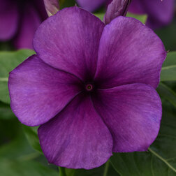 ����  ���������� ���� �������� (��-100��) ���������������� ������, ������ �� 1248 ���