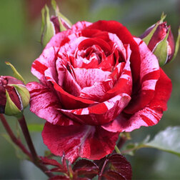 ����  ���� ���������� ��� �������, ������ �� 499 ���