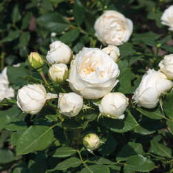 ����  ���� ���������� ����� �Art Vase� ����, ������ �� 1189 ���