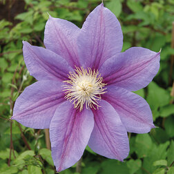 ����  �������� ��������������� ������� ������� (1-�����), ������ �� 599 ���