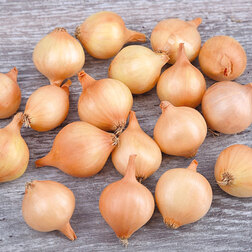 ����  ���-����� ����������� ����� (��-0.5��), ������ �� 219 ���