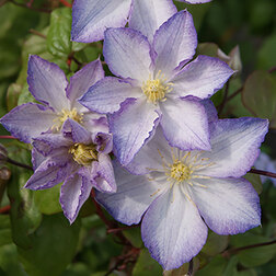 ����  �������� ��������������� ���� ����, ������ �� 1699 ���