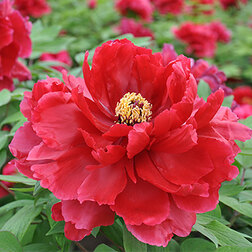 ����  ���� ����������� ��������� ������������, ������ �� 2261 ���