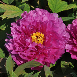 ����  ���� ����������� ������� ����������� ������, ������ �� 731 ���