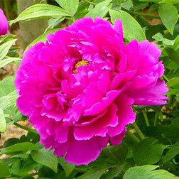 ����  ���� ����������� ������� ������, ������ �� 731 ���