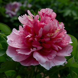 ����  ���� ����������� �������� ����������, ������ �� 731 ���