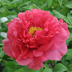 ����  ���� ����������� ������� ���, ������ �� 731 ���