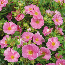 ����  �������� ������������� (������ ����), ������ �� 425 ���