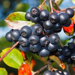 ����  ������ ������������ ����, ������ �� 519 ���