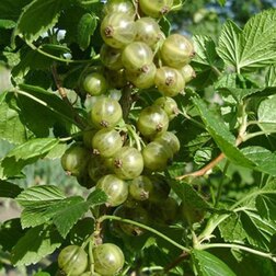 ����  ��������� ������ ������� ��������, ������ �� 249 ���