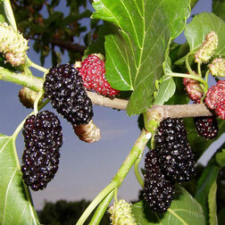 ����  ��������� ������ ����� (� �����), ������ �� 459 ���