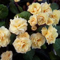 ����  ������� ������ ����*, ������ �� 697 ���