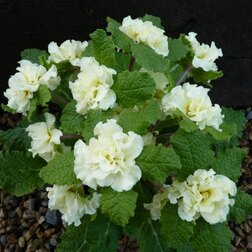 ����  ������� �������*, ������ �� 697 ���