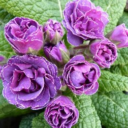 ����  ������� ��� ���*, ������ �� 697 ���