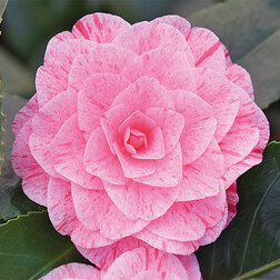 ����  ������� �������� ������ ��������, ������ �� 824 ���