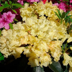 ����  ����������� ��������� ��������, ������ �� 918 ���