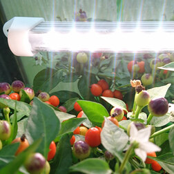 ����  ���������� ������������ VermiLIGHT ������� - 15 (50 ��), ������ �� 2190 ���