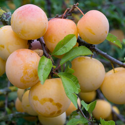 ����  ����� ����� ������� (������ �����) (� �����), ������ �� 756 ���