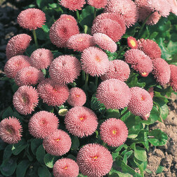 ����  ���������� ����� ���� (1��-250�����) ���������������� ������, ������ �� 640 ���