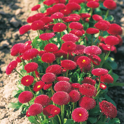 ����  ���������� ����� ��� (1��-250�����) ���������������� ������, ������ �� 640 ���