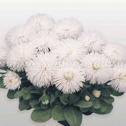 ����  ���������� �������� ���� (1��-250�����) ���������������� ������, ������ �� 960 ���